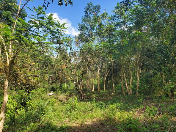 Ninth image of Plantation Heights Road in Cambridge, St. James, Jamaica - property is For Sale