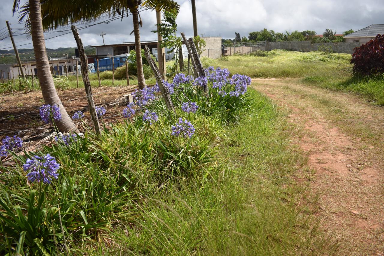 Eleventh image of Spur Tree in Spur Tree, Manchester, Jamaica - property is For Sale