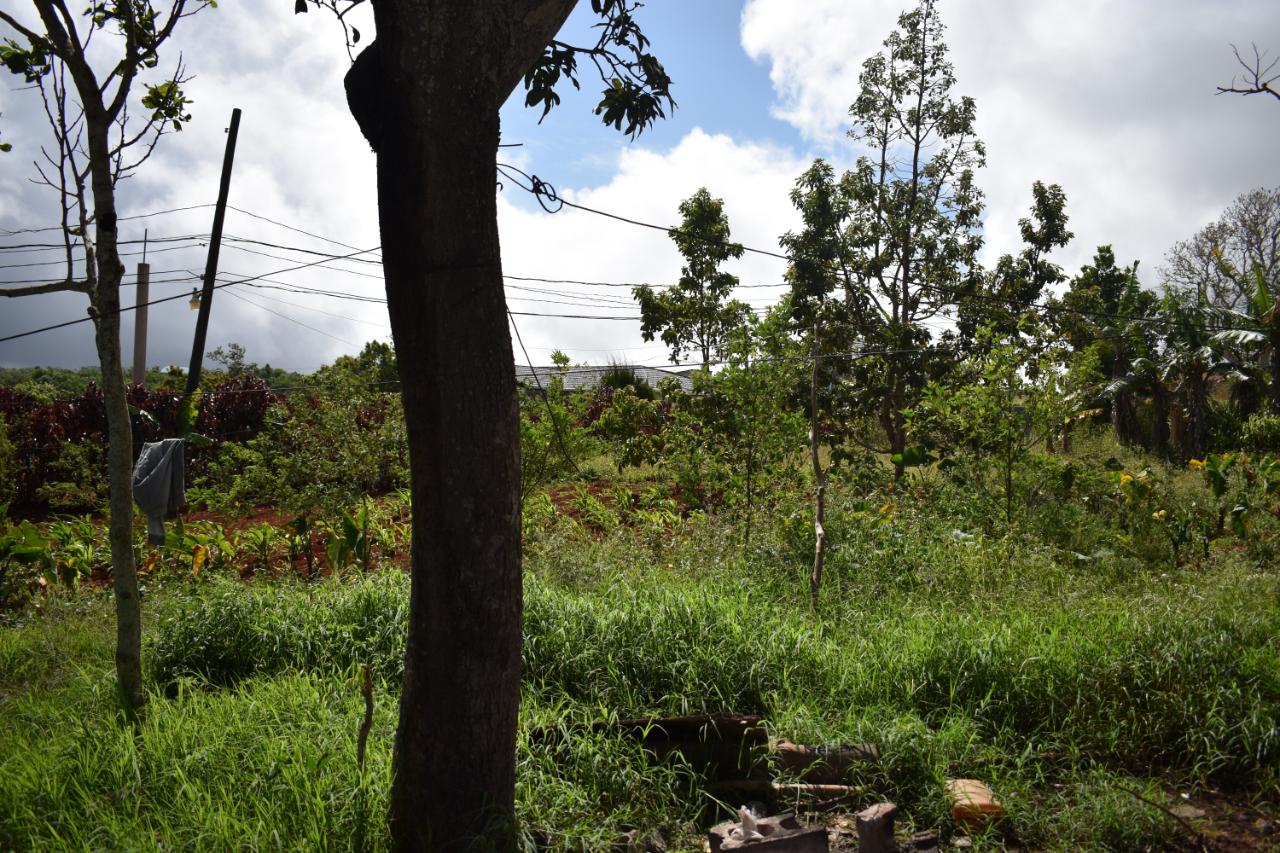 Twelfth image of Spur Tree in Spur Tree, Manchester, Jamaica - property is For Sale