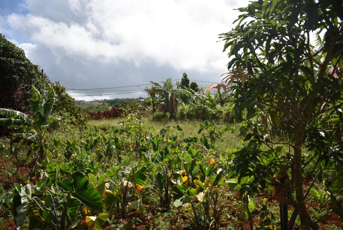 Seventeenth image of Spur Tree in Spur Tree, Manchester, Jamaica - property is For Sale