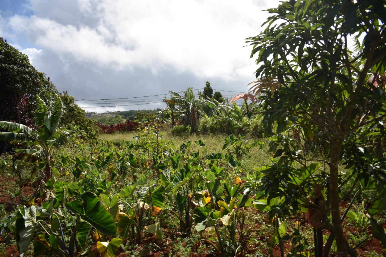 Seventeenth image of Spur Tree in Spur Tree, Manchester, Jamaica - property is For Sale