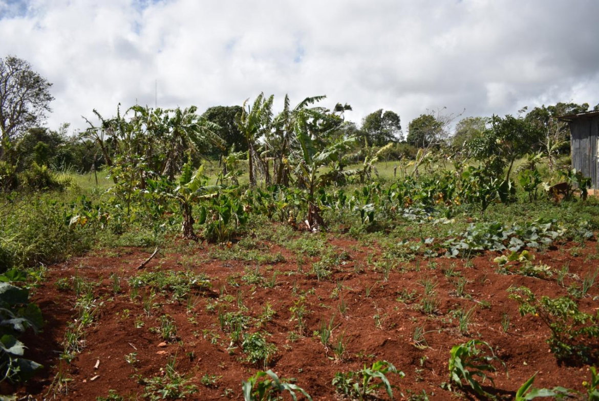 Eighteenth image of Spur Tree in Spur Tree, Manchester, Jamaica - property is For Sale