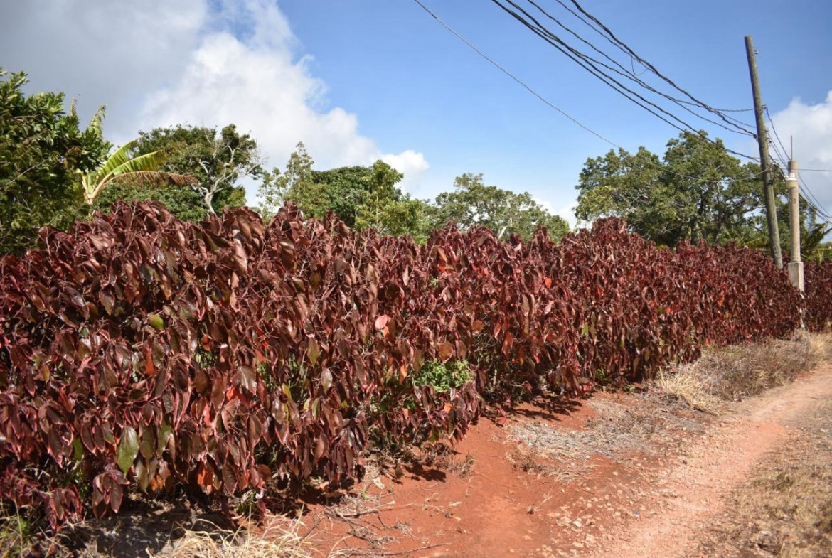 Sixth image of Spur Tree in Spur Tree, Manchester, Jamaica - property is For Sale