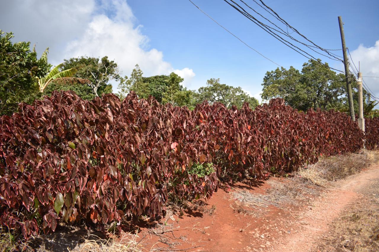 Sixth image of Spur Tree in Spur Tree, Manchester, Jamaica - property is For Sale