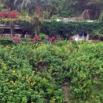 First image of Lot 1 Rio Nuevo in Tower Isle, St. Mary, Jamaica - property is For Sale