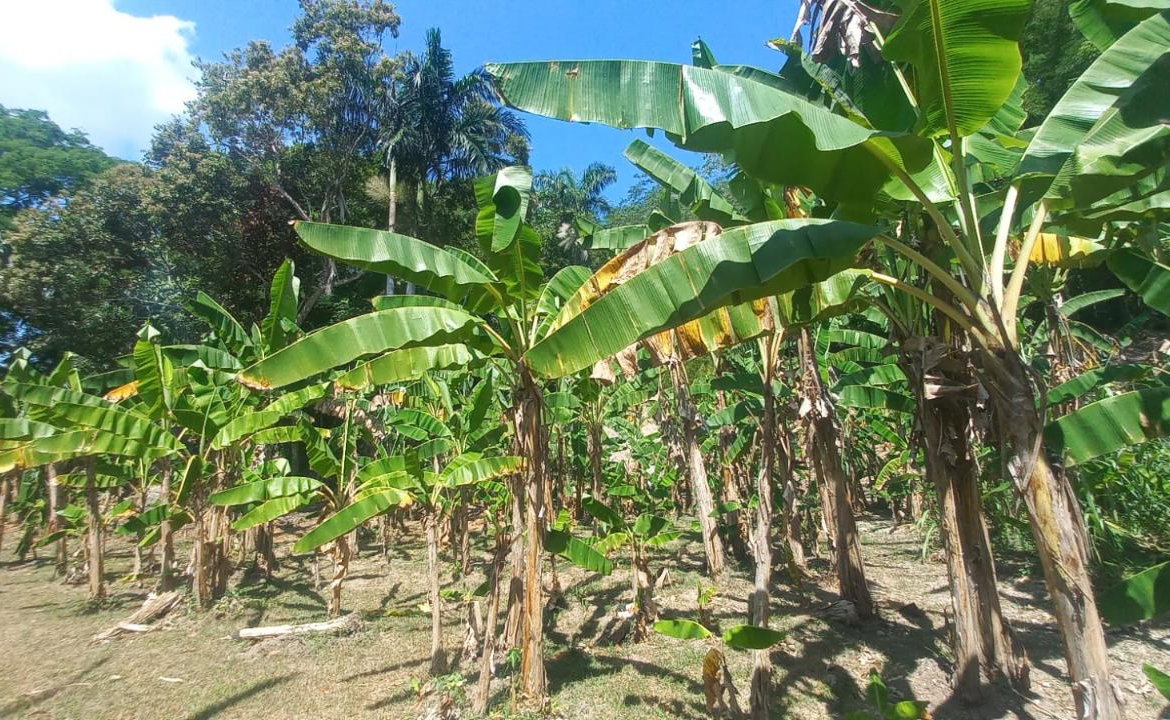 Twenty-Second image of Lot 1 Rio Nuevo in Tower Isle, St. Mary, Jamaica - property is For Sale