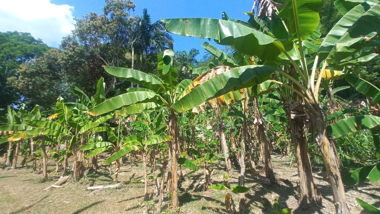 River-View-Garden-Estate-Eco-Friendly-Home-in-St.-Mary-Jamaica Twenty-Second image of Lot 1 Rio Nuevo in Tower Isle, St. Mary, Jamaica - property is For Sale