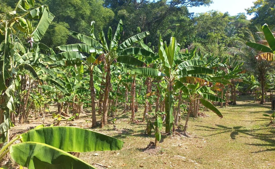 Twenty-Third image of Lot 1 Rio Nuevo in Tower Isle, St. Mary, Jamaica - property is For Sale