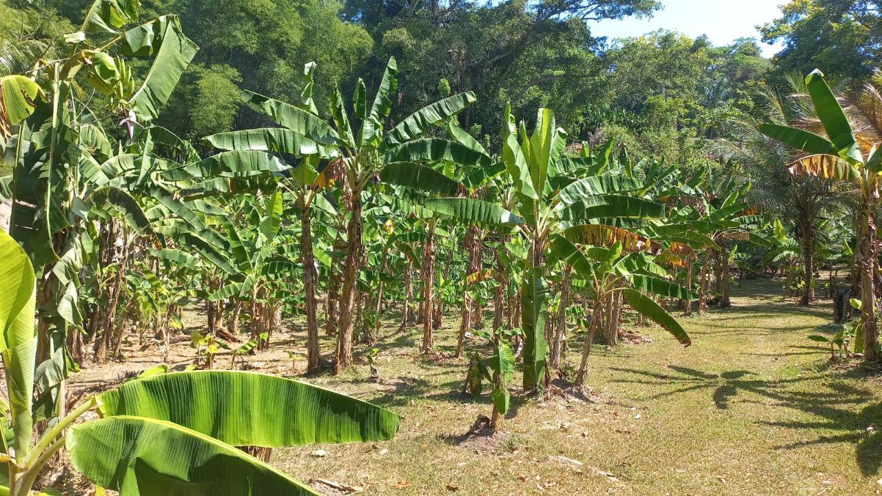 River-View-Garden-Estate-Eco-Friendly-Home-in-St.-Mary-Jamaica Twenty-Third image of Lot 1 Rio Nuevo in Tower Isle, St. Mary, Jamaica - property is For Sale