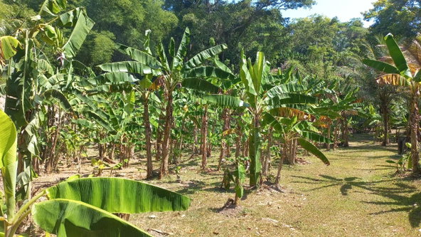 Twenty-Third image of Lot 1 Rio Nuevo in Tower Isle, St. Mary, Jamaica - property is For Sale