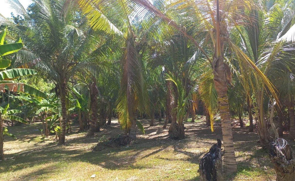 Twenty-Fourth image of Lot 1 Rio Nuevo in Tower Isle, St. Mary, Jamaica - property is For Sale