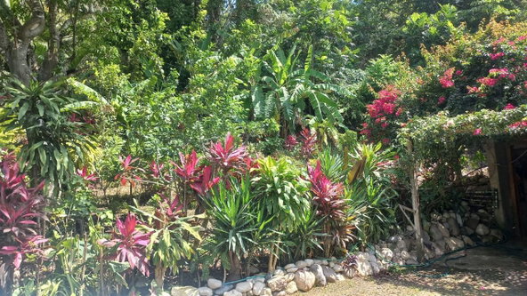 Fifth image of Lot 1 Rio Nuevo in Tower Isle, St. Mary, Jamaica - property is For Sale