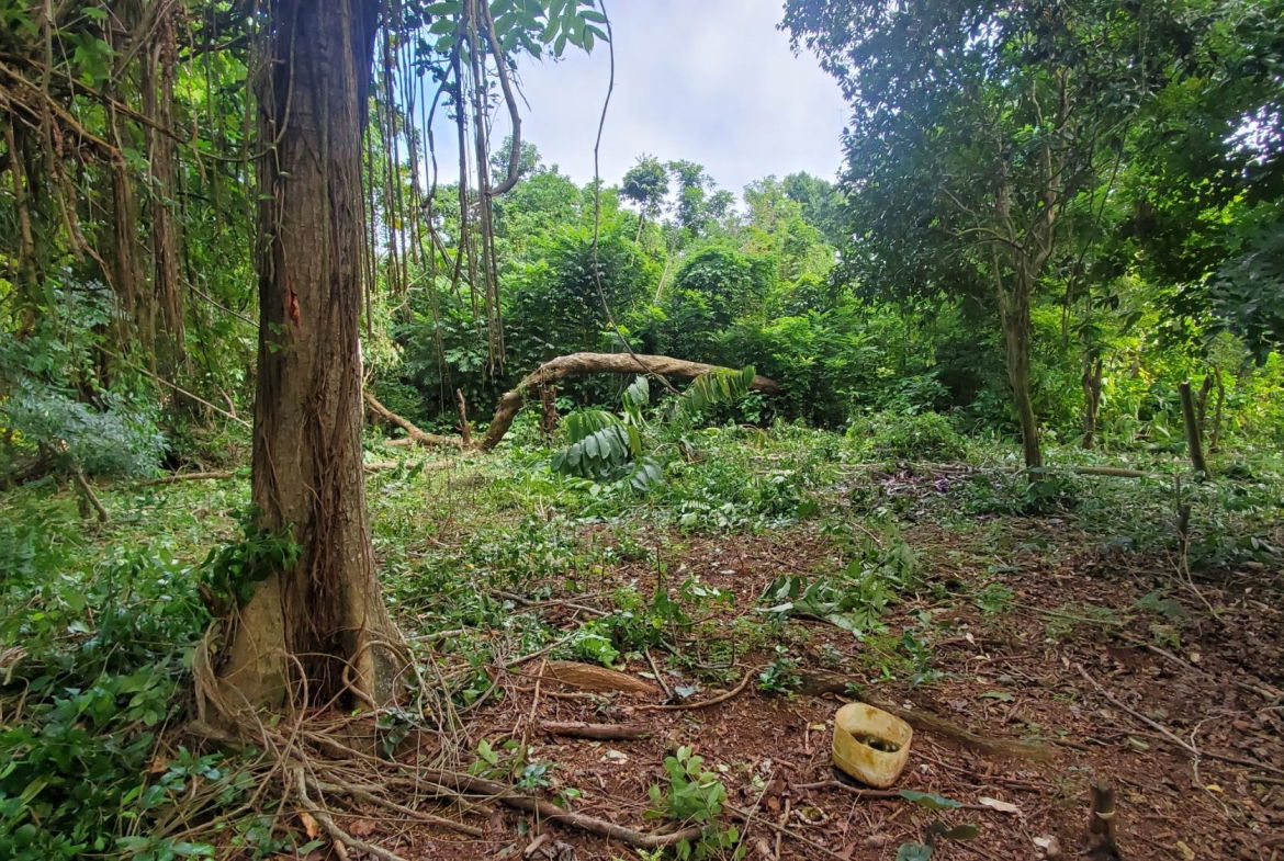 Scenic-9221-sqft-Residential-Lot-for-Sale-in-Belle-Castle-Portland Second image of Belle Castle, Portland in Belle Castle, Portland, Jamaica - property is For Sale