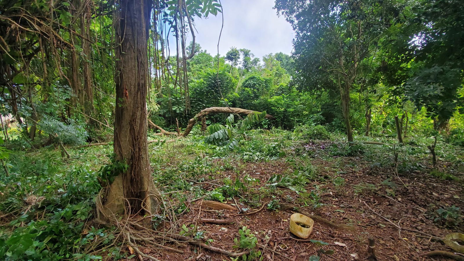 Scenic-9221-sqft-Residential-Lot-for-Sale-in-Belle-Castle-Portland Second image of Belle Castle, Portland in Belle Castle, Portland, Jamaica - property is For Sale