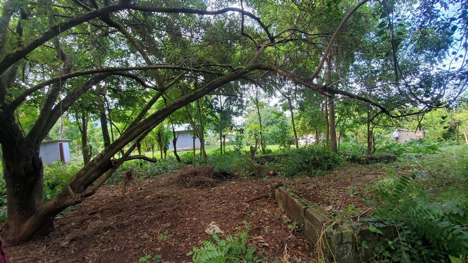 Scenic-9221-sqft-Residential-Lot-for-Sale-in-Belle-Castle-Portland Third image of Belle Castle, Portland in Belle Castle, Portland, Jamaica - property is For Sale