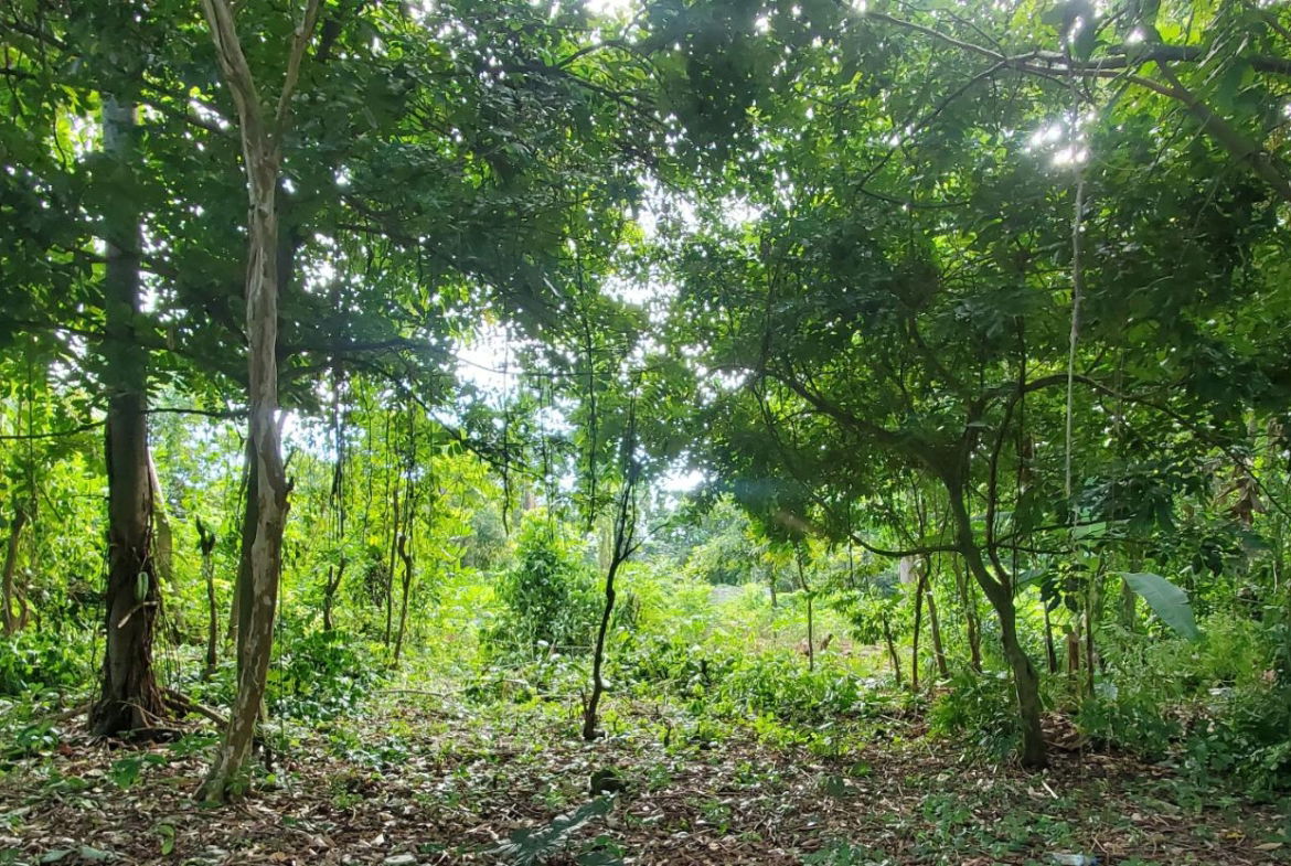 Scenic-9221-sqft-Residential-Lot-for-Sale-in-Belle-Castle-Portland Fourth image of Belle Castle, Portland in Belle Castle, Portland, Jamaica - property is For Sale