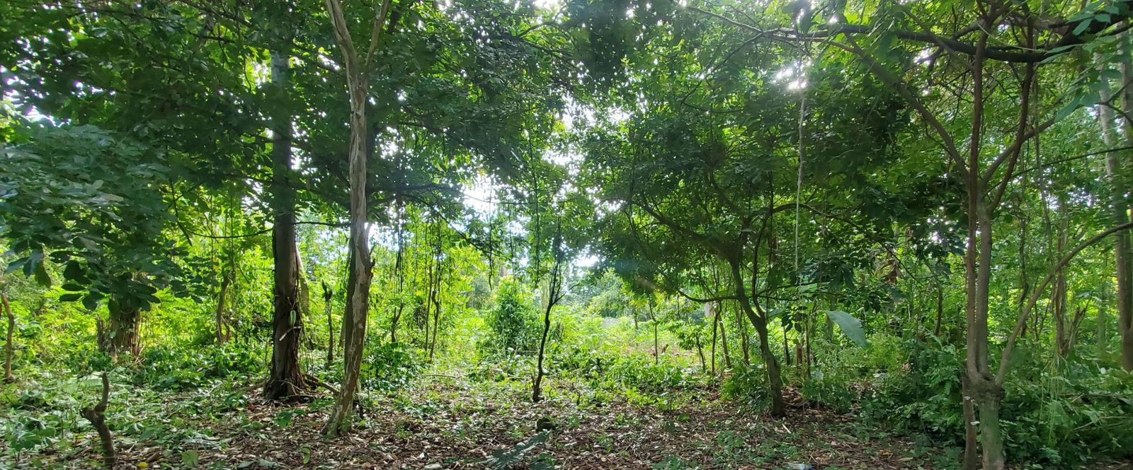 Scenic-9221-sqft-Residential-Lot-for-Sale-in-Belle-Castle-Portland Fourth image of Belle Castle, Portland in Belle Castle, Portland, Jamaica - property is For Sale