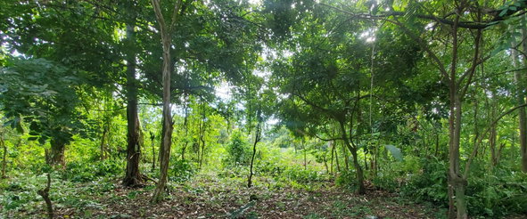 Fourth image of Belle Castle, Portland in Belle Castle, Portland, Jamaica - property is For Sale