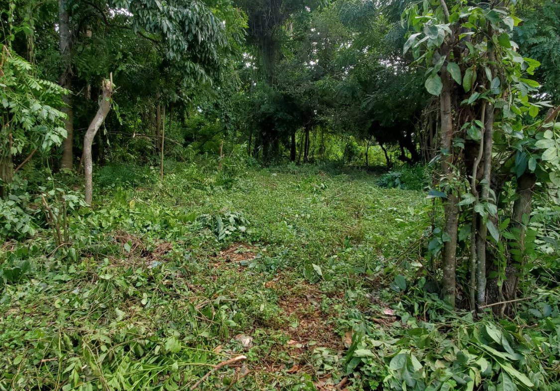 Scenic-9221-sqft-Residential-Lot-for-Sale-in-Belle-Castle-Portland Fifth image of Belle Castle, Portland in Belle Castle, Portland, Jamaica - property is For Sale