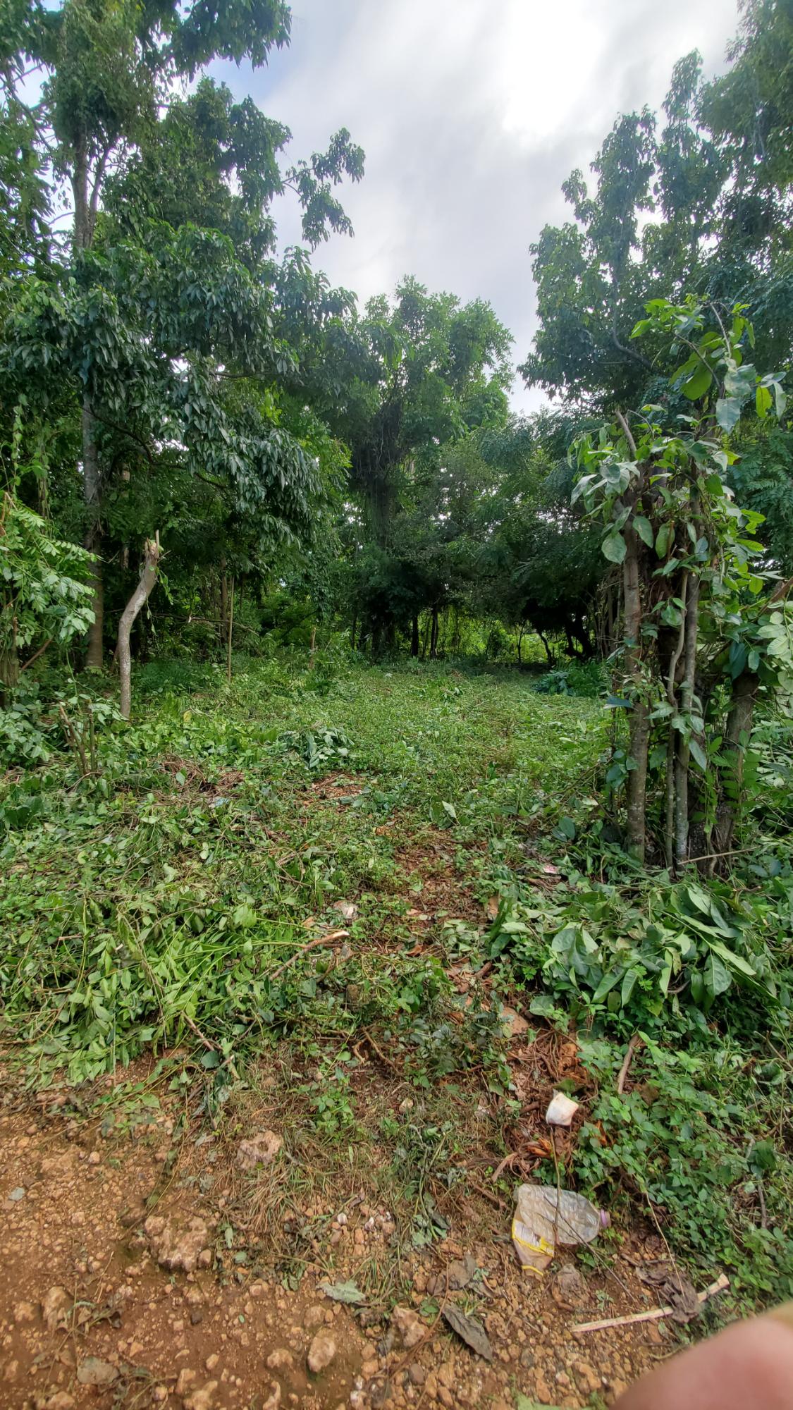Scenic-9221-sqft-Residential-Lot-for-Sale-in-Belle-Castle-Portland Fifth image of Belle Castle, Portland in Belle Castle, Portland, Jamaica - property is For Sale