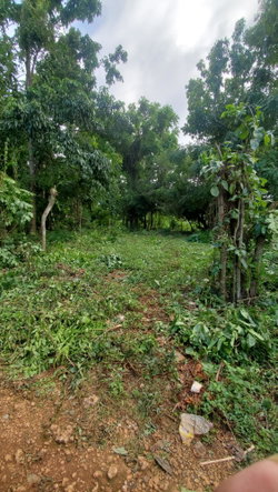 Fifth image of Belle Castle, Portland in Belle Castle, Portland, Jamaica - property is For Sale