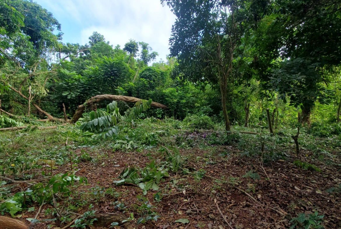 Scenic-9221-sqft-Residential-Lot-for-Sale-in-Belle-Castle-Portland Seventh image of Belle Castle, Portland in Belle Castle, Portland, Jamaica - property is For Sale