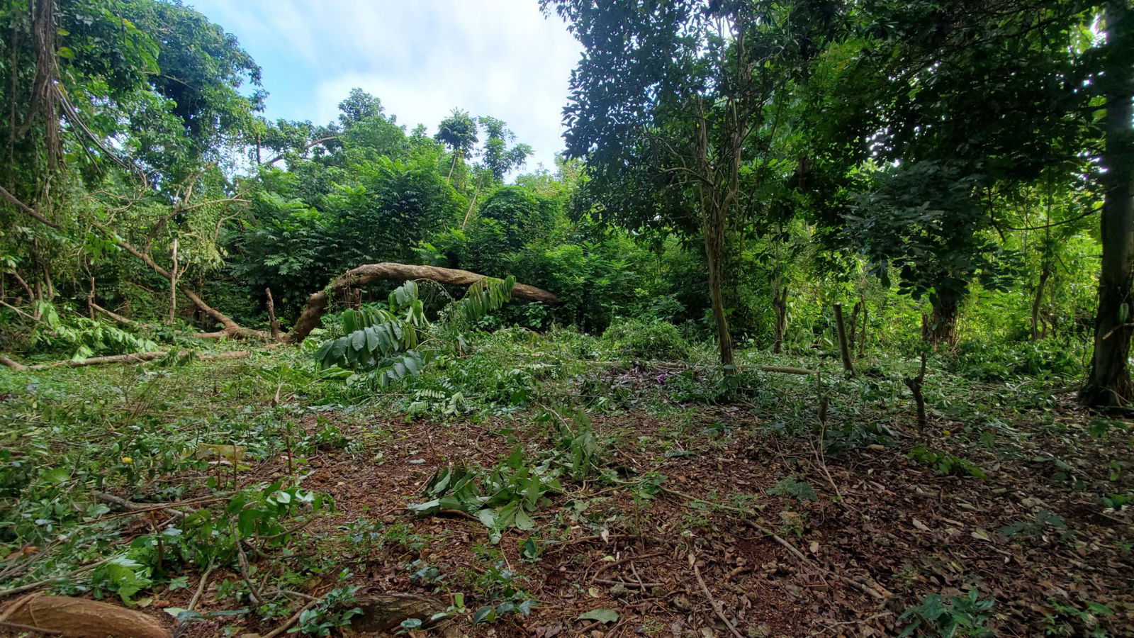 Scenic-9221-sqft-Residential-Lot-for-Sale-in-Belle-Castle-Portland Seventh image of Belle Castle, Portland in Belle Castle, Portland, Jamaica - property is For Sale