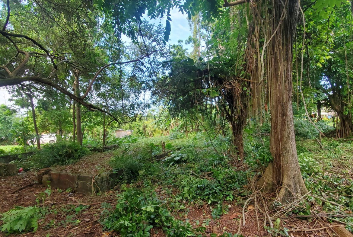 Scenic-9221-sqft-Residential-Lot-for-Sale-in-Belle-Castle-Portland Eighth image of Belle Castle, Portland in Belle Castle, Portland, Jamaica - property is For Sale