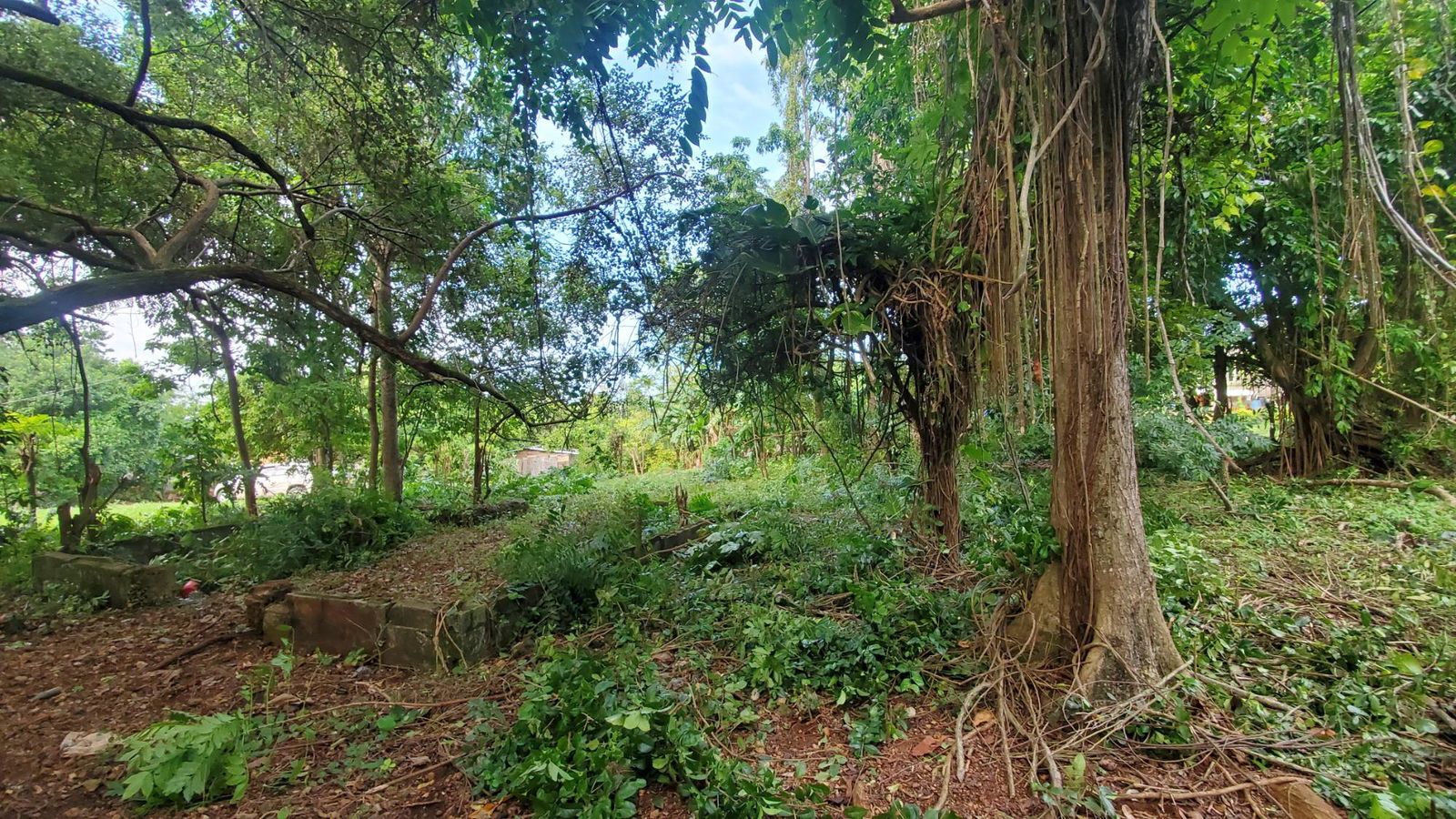 Scenic-9221-sqft-Residential-Lot-for-Sale-in-Belle-Castle-Portland Eighth image of Belle Castle, Portland in Belle Castle, Portland, Jamaica - property is For Sale