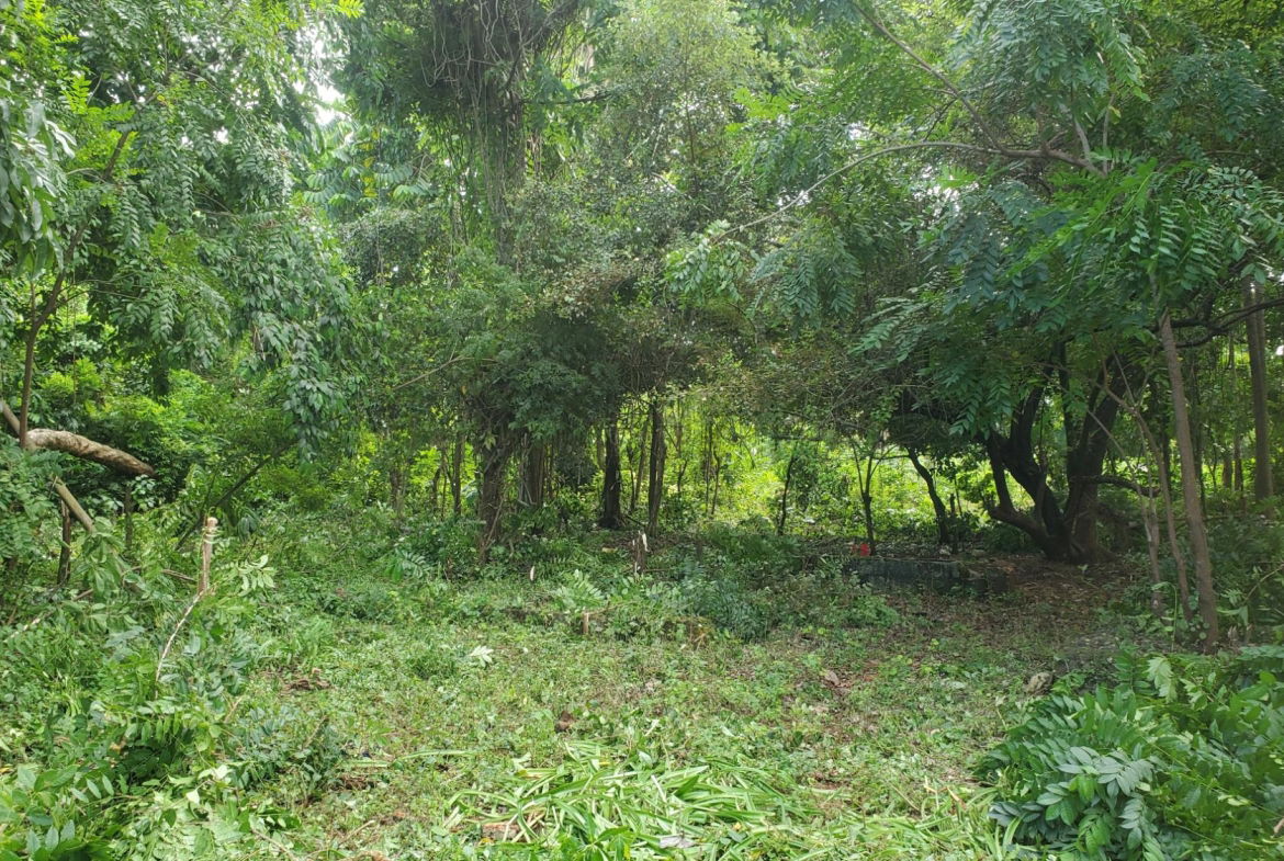 Scenic-9221-sqft-Residential-Lot-for-Sale-in-Belle-Castle-Portland Ninth image of Belle Castle, Portland in Belle Castle, Portland, Jamaica - property is For Sale
