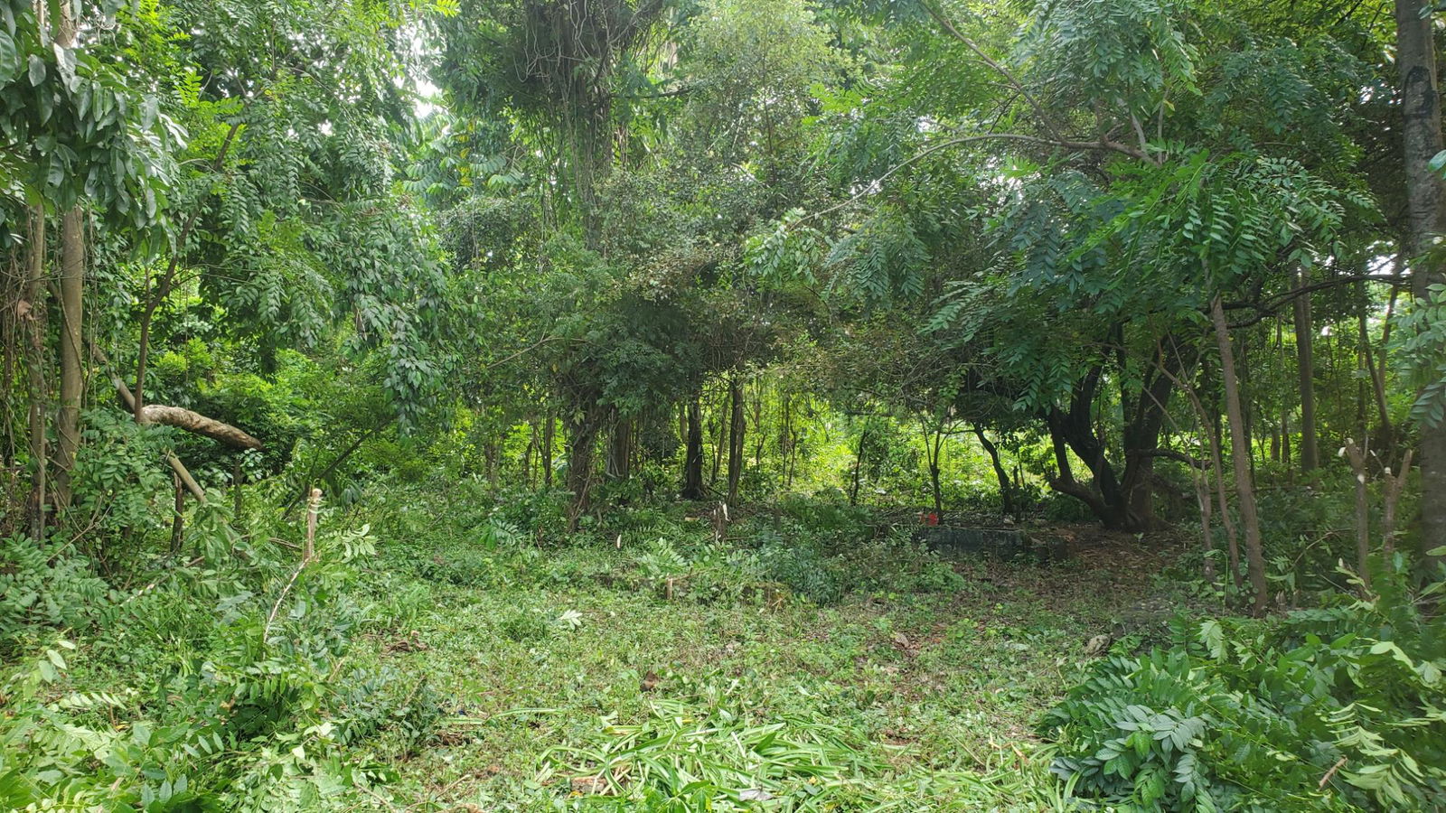 Scenic-9221-sqft-Residential-Lot-for-Sale-in-Belle-Castle-Portland Ninth image of Belle Castle, Portland in Belle Castle, Portland, Jamaica - property is For Sale