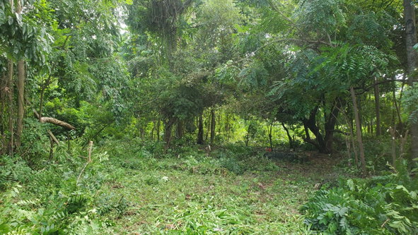 Ninth image of Belle Castle, Portland in Belle Castle, Portland, Jamaica - property is For Sale