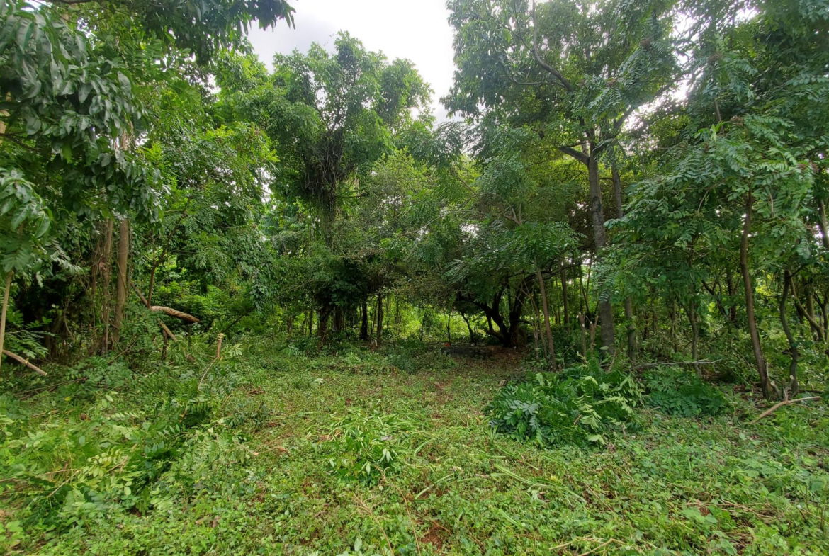 Scenic-9221-sqft-Residential-Lot-for-Sale-in-Belle-Castle-Portland Tenth image of Belle Castle, Portland in Belle Castle, Portland, Jamaica - property is For Sale