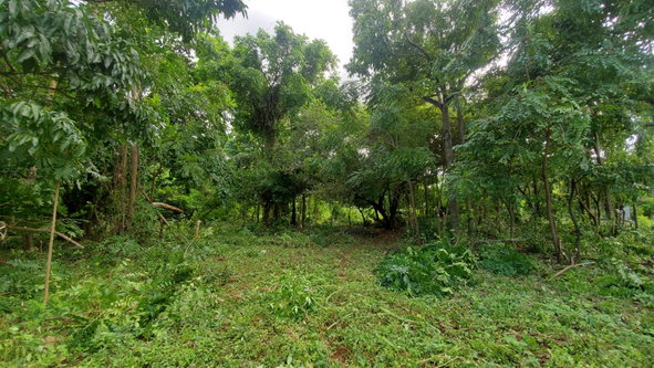 Tenth image of Belle Castle, Portland in Belle Castle, Portland, Jamaica - property is For Sale