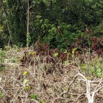 First image of Epworth St. Ann in Chalky Hill, St. Ann, Jamaica - property is For Sale