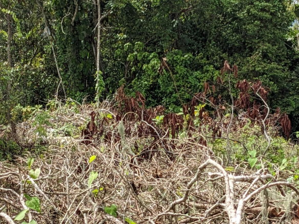 First image of Epworth St. Ann in Chalky Hill, St. Ann, Jamaica - property is For Sale