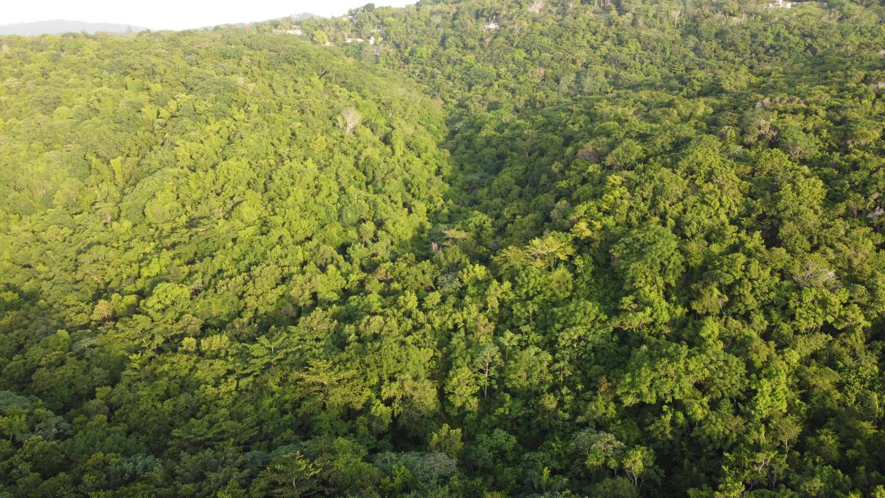 Seaview-Residential-Lots-for-Sale-in-Hopewell-Hanover Seventeenth image of Seaview in Hopewell, Hanover, Jamaica - property is For Sale