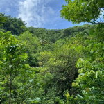 First image of Lots 2 & 3 Lloyds Road in Lloyds, St. Thomas, Jamaica - property is For Sale