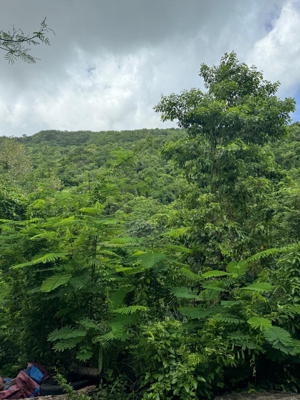 Sixth image of Lots 2 & 3 Lloyds Road in Lloyds, St. Thomas, Jamaica - property is For Sale