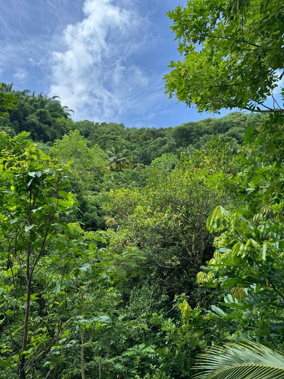 First image of Lots 2 & 3 Lloyds Road in Lloyds, St. Thomas, Jamaica - property is For Sale