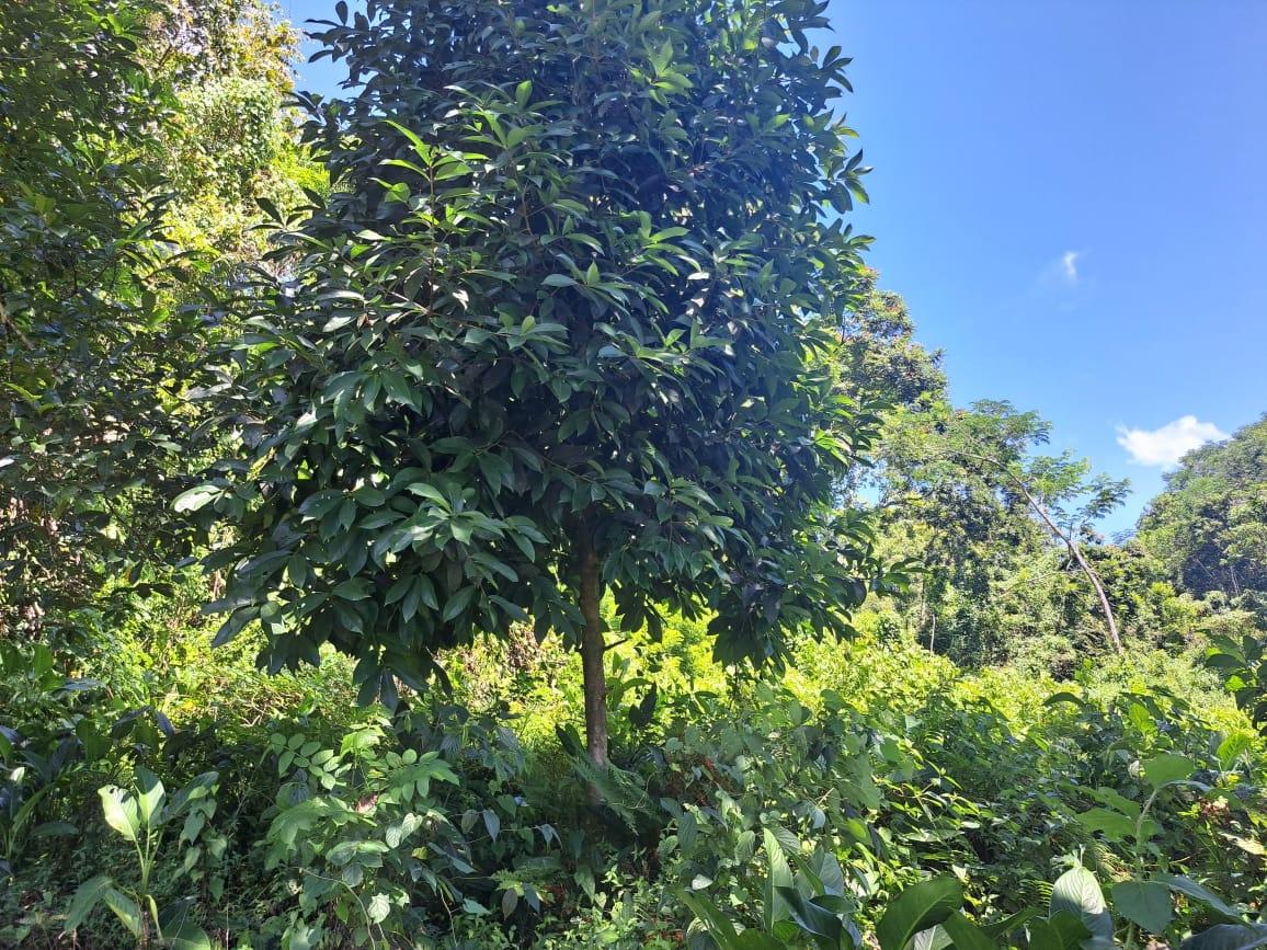 Seventh image of New Mills Bethel Town in Bethel Town, Westmoreland, Jamaica - property is For Sale