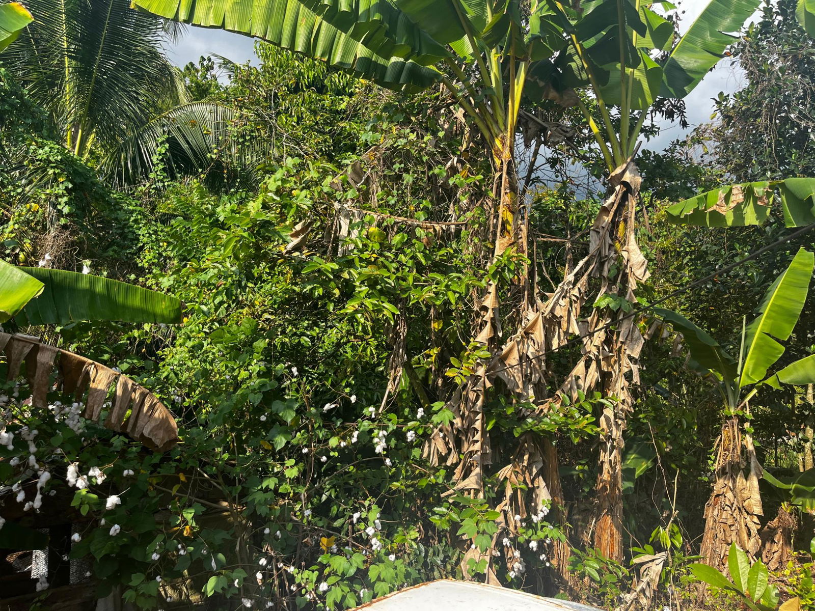 Seventeenth image of Part of Wallens Linstead, in Linstead, St. Catherine, Jamaica - property is For Sale