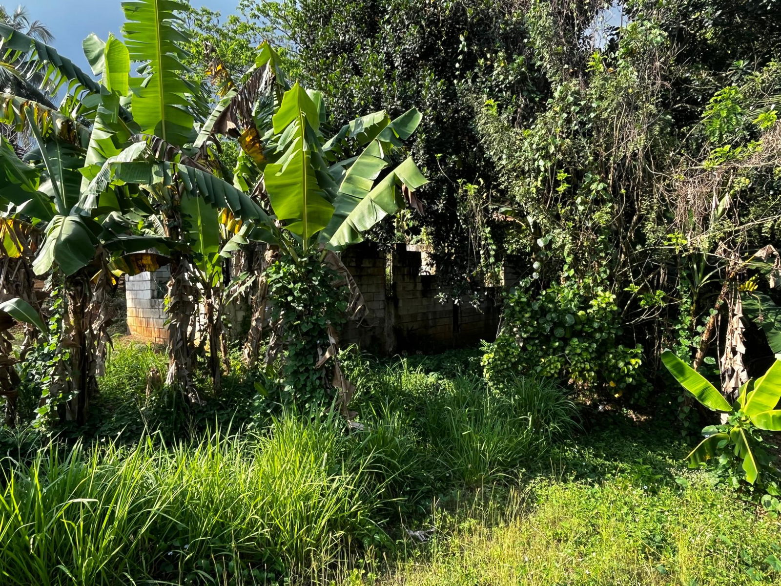 Twenty-Third image of Part of Wallens Linstead, in Linstead, St. Catherine, Jamaica - property is For Sale