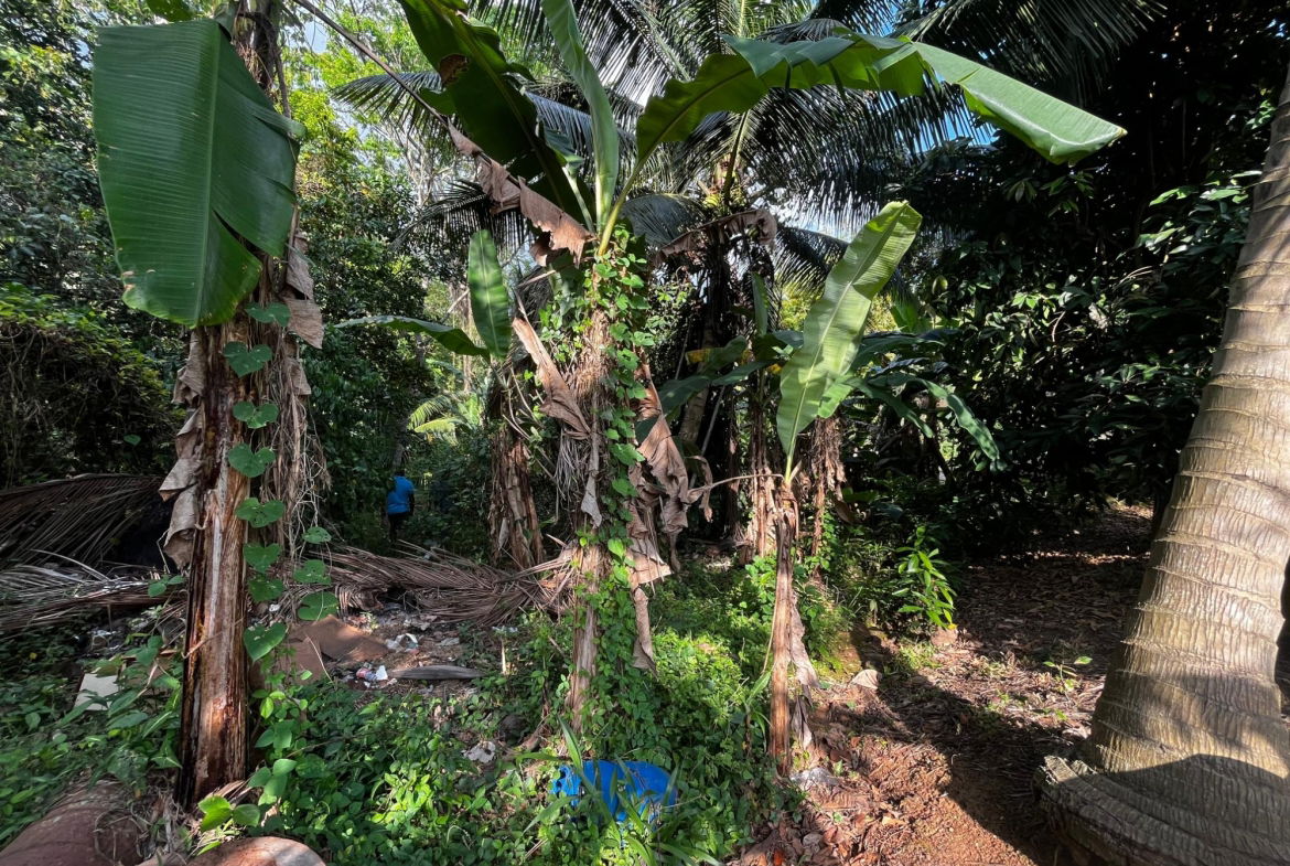 Twenty-Fifth image of Part of Wallens Linstead, in Linstead, St. Catherine, Jamaica - property is For Sale