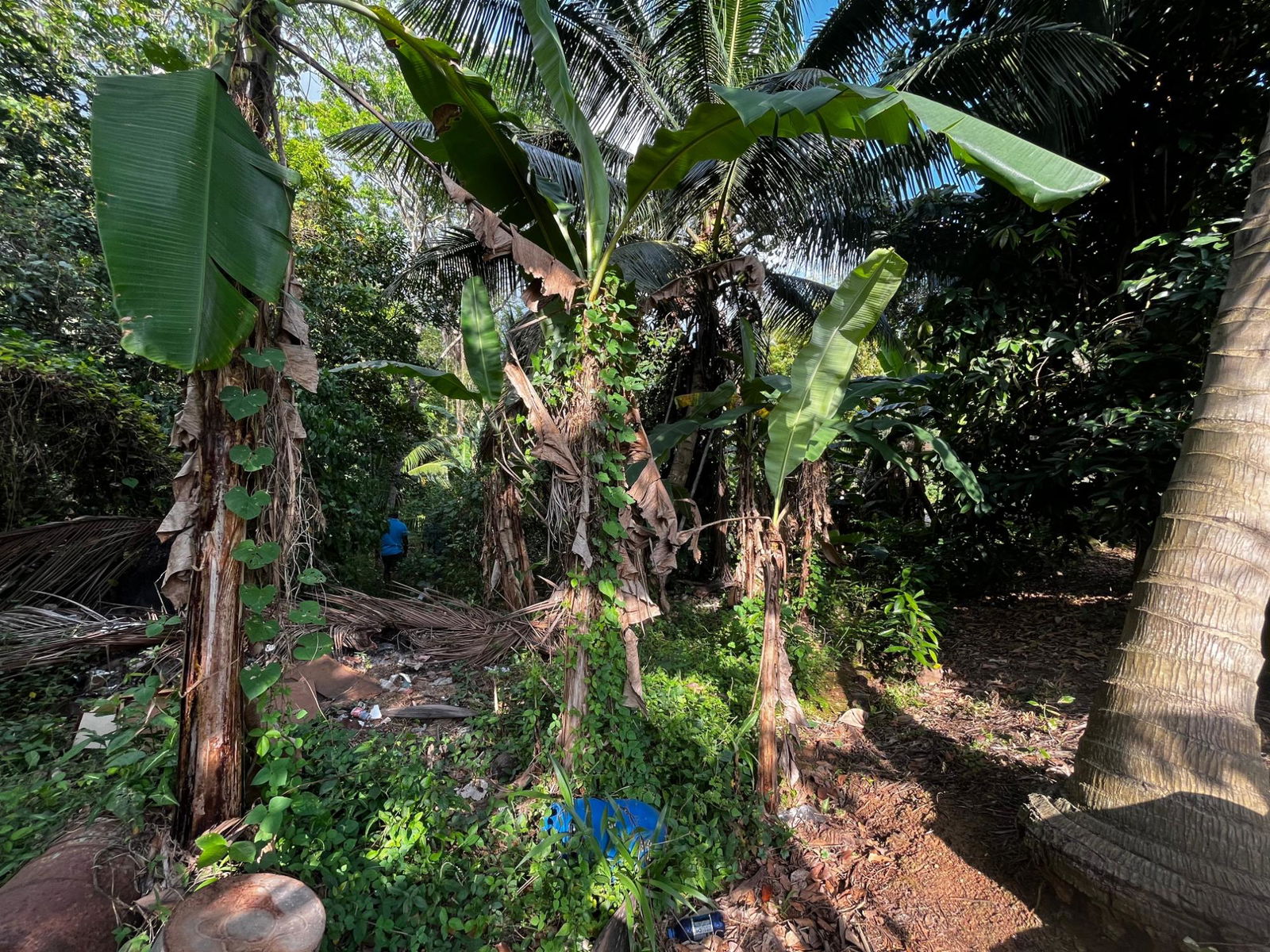 Twenty-Fifth image of Part of Wallens Linstead, in Linstead, St. Catherine, Jamaica - property is For Sale