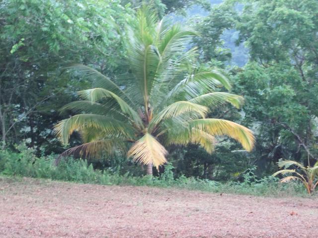 Ninth image of Sligoville, St. Catherine in Sligoville, St. Catherine, Jamaica - property is For Sale