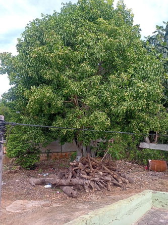 Fourteenth image of Ironshore in Montego Bay, St. James, Jamaica - property is For Sale