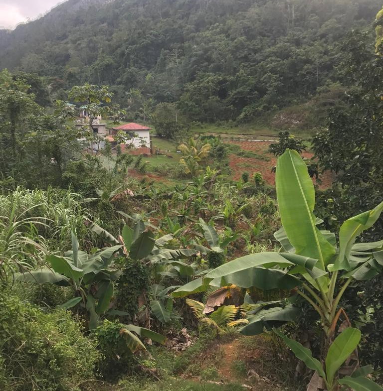 Fourteenth image of Enfield, Brown's Town in Browns Town, St. Ann, Jamaica - property is For Sale
