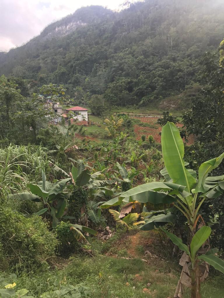 Fourteenth image of Enfield, Brown's Town in Browns Town, St. Ann, Jamaica - property is For Sale
