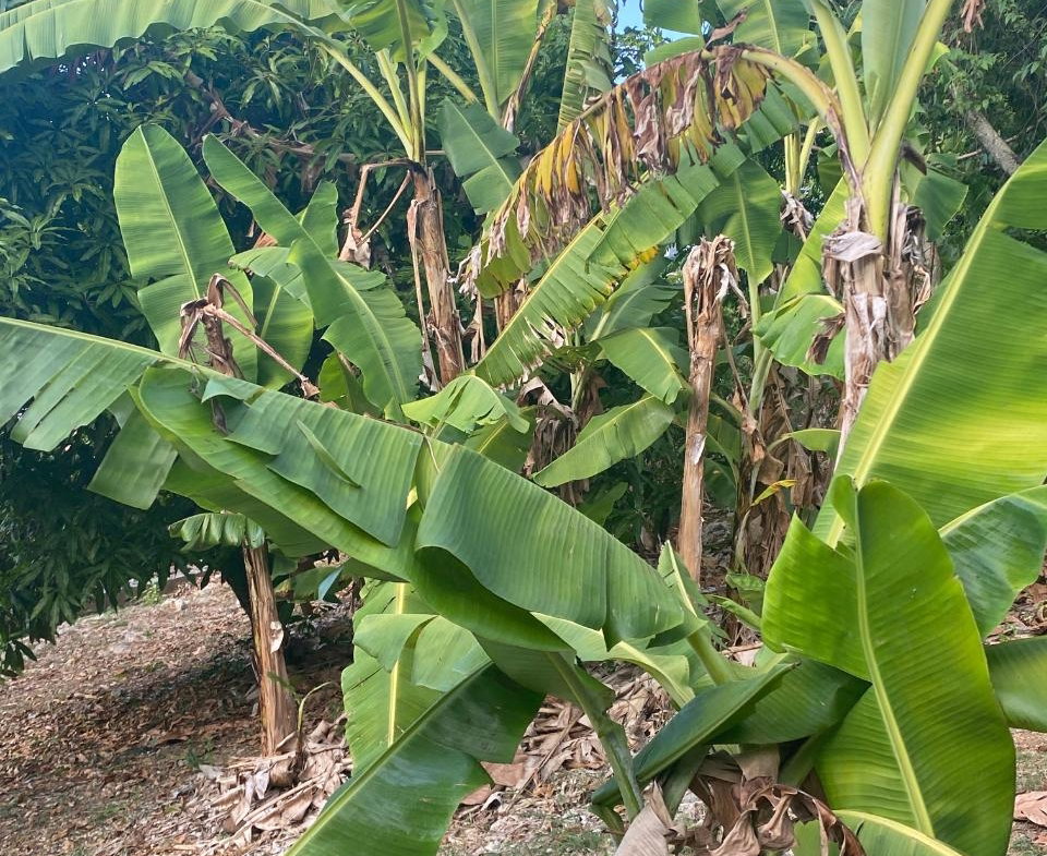 Ninth image of Huddersfield , Lot #58 in Tower Isle, St. Mary, Jamaica - property is For Sale